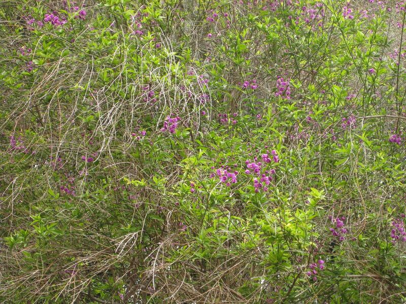 File:1280px-IMG 7081 hunt09jun.jpg