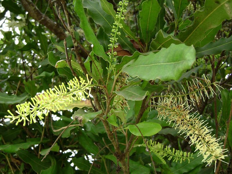 File:1280px-Macadamia integrifolia, buds.jpg