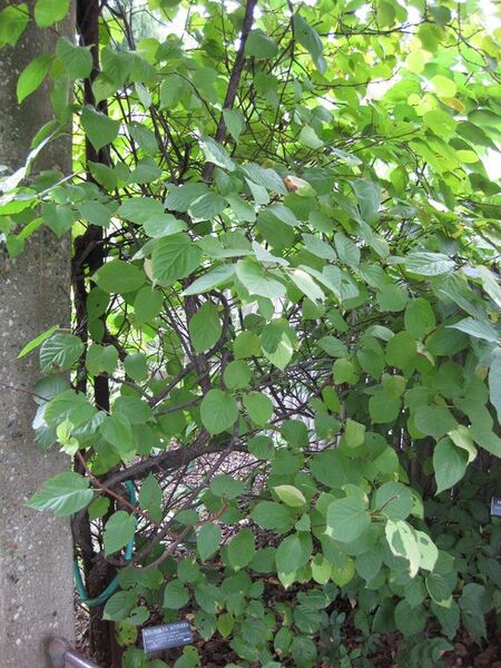 File:576px-IMG 1347 bbg09.jpg