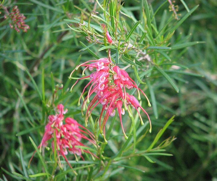 File:918px-Grevillea pinaster.jpg