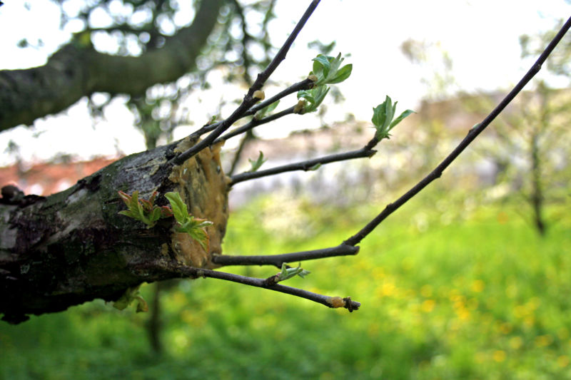 File:Apple tree grafting 3.jpg