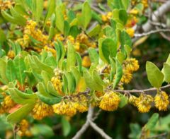 A. petiolaris