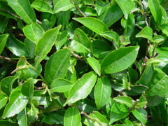 Camellia sinensis foliage