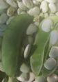 Thumbnail for version as of 23:49, 27 November 2008