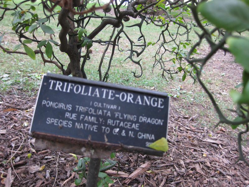 File:IMG 1320 bbg09.jpg