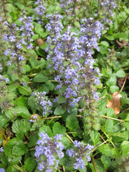 File:IMG 5178 hunt0904.jpg