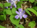 Crested Iris