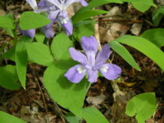 I. cristata