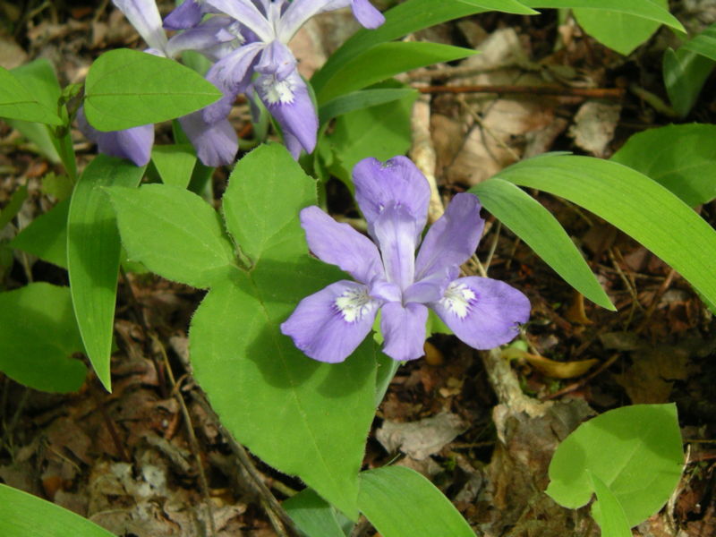 File:Iris cristata.jpg