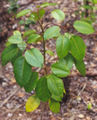 Thumbnail for version as of 06:10, 12 November 2007
