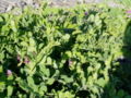 Whole plant