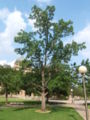 Liquidambar styraciflua at the Texas A&M University in College Station, Texas.
