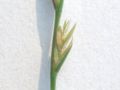 Spike in detail