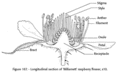 Thumbnail for version as of 17:09, 28 September 2007