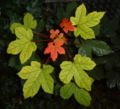Sycamore Maple leaves