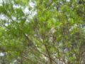 melaleuca genistifolia