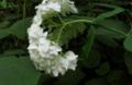 Flowers of Smooth Hydrangea