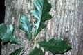 Thumbnail for version as of 11:20, 27 April 2007