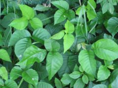 Toxicodendron radicans