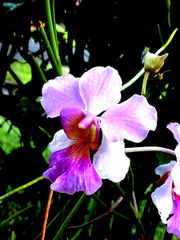 Vanda Miss Joaquim