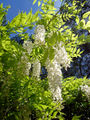 Thumbnail for version as of 01:54, 24 January 2008