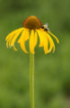 Flower and a bee
