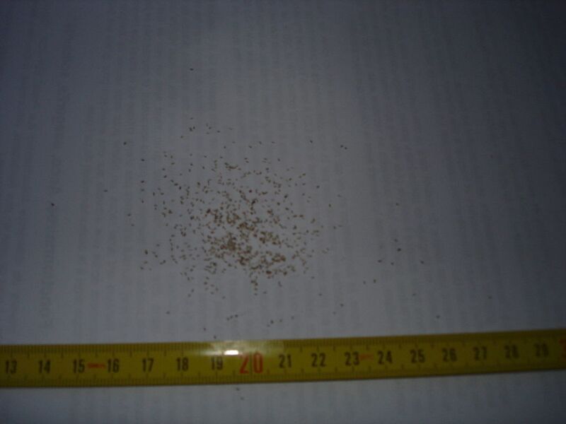File:1024px-Chamaemelum nobile seeds.jpg