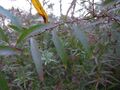 Thumbnail for version as of 09:09, 29 April 2025