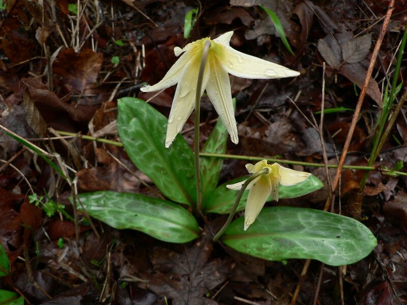File:1280px-Erythronium oregonum 01193.JPG