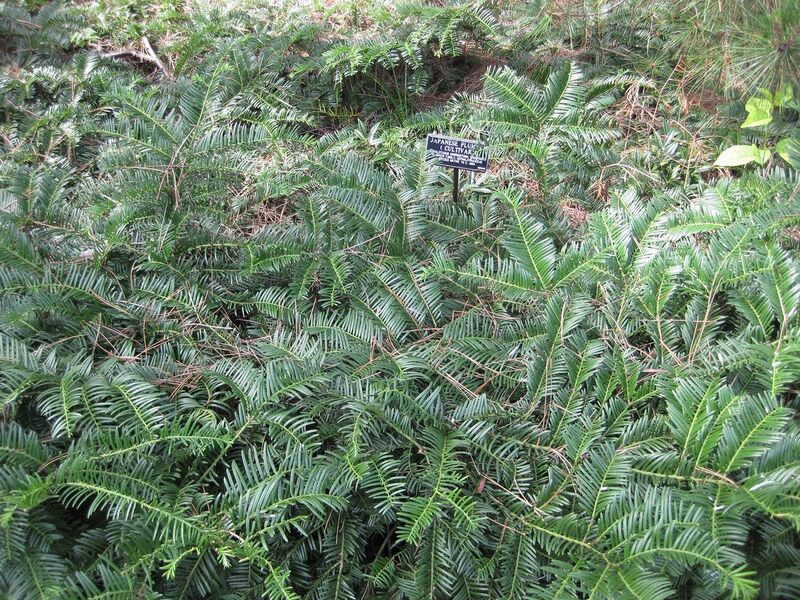 File:1280px-IMG 0703 bbg09.jpg