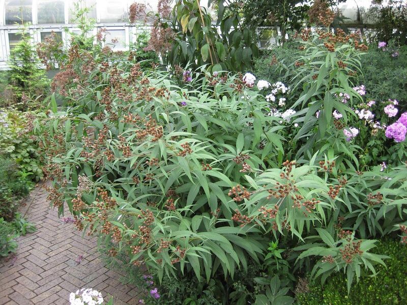 File:1280px-IMG 0823 bbg09.jpg