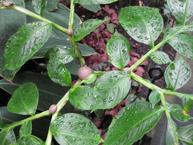 File:1280px-IMG 1090 bbg09.jpg