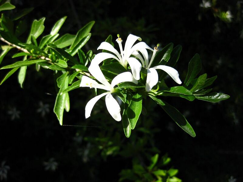 File:1280px-IMG 2065 hunt09oct.jpg