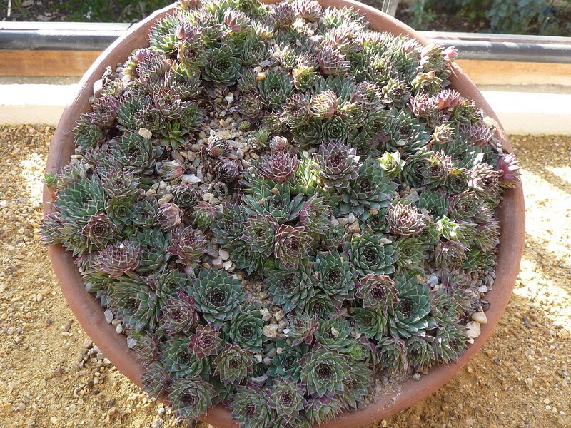 File:1280px-Sempervivum calcareum (Crassulaceae) plant.jpg