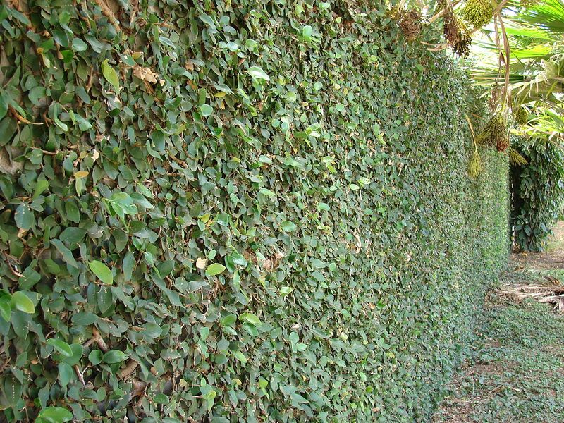 File:1280px-Starr 070123-3637 Ficus pumila.jpg