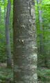 Thumbnail for version as of 10:28, 29 April 2025