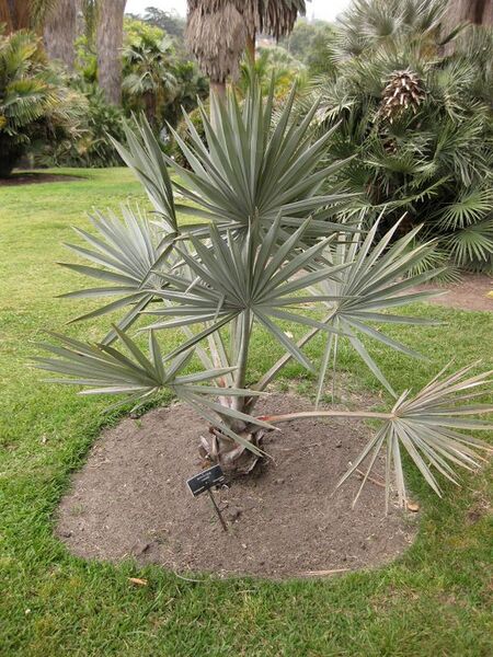 File:576px-IMG 3912 hunt0904.jpg