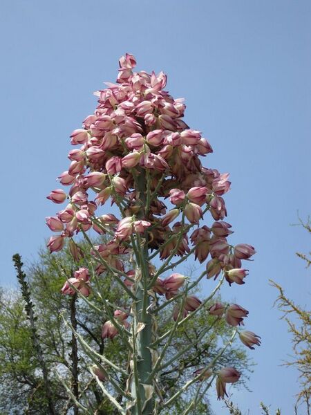 File:576px-IMG 4428 hunt0904.jpg