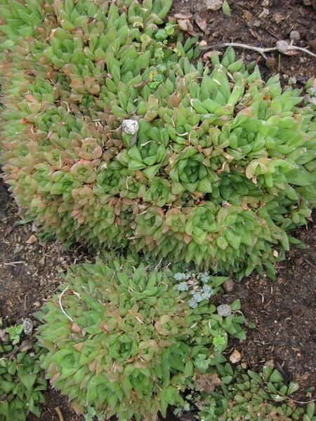 File:576px-IMG 7480 hunt09jun.jpg