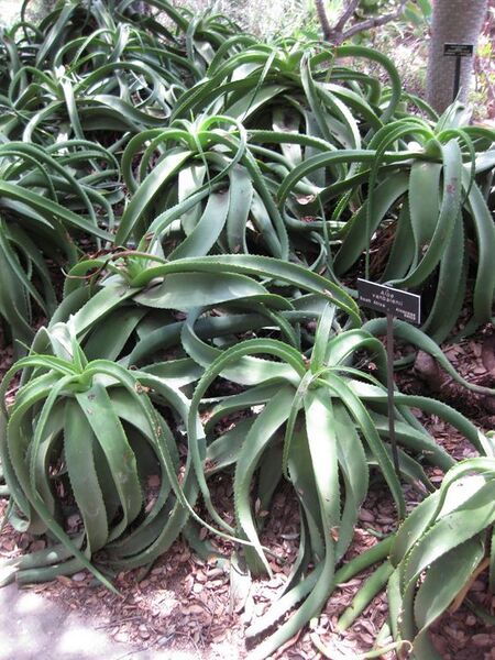 File:576px-IMG 7496 hunt09jun.jpg