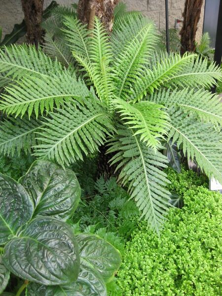 File:576px-IMG 7548 hunt09jun.jpg