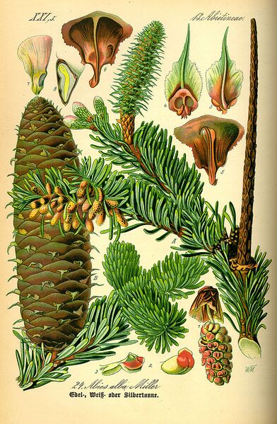 File:670px-Illustration Abies alba0.jpg