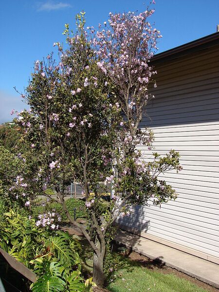 File:768px-Starr 070810-8010 Tabebuia rosea.jpg