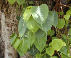Leaves and trunk of a Sacred Fig. Note the distinctive leaf shape.