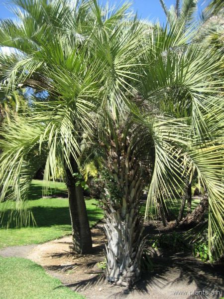 File:Butia bonnetii-IMG 0531 hunt07.jpg