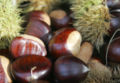 Ripe Sweet Chestnuts