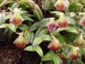 Epidendrum porpax
