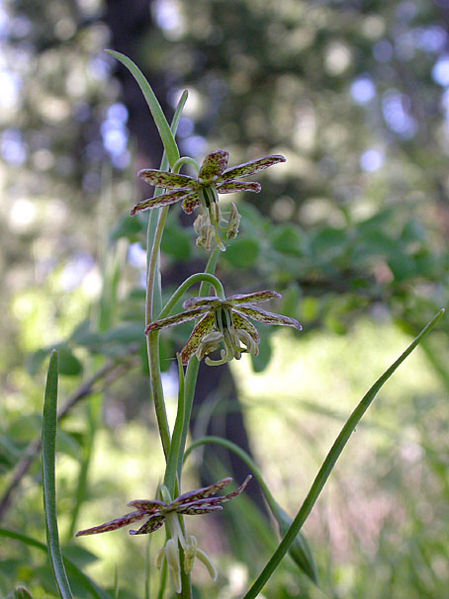 File:Fritillaria atropurpurea Purple Fritillary 5.jpg