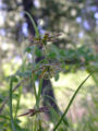 Thumbnail for version as of 22:10, 9 October 2008