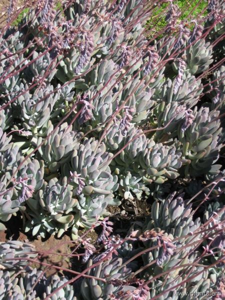File:Graptopetalum ameythystinum-x-pachyphytum glutinicaule-IMG 0514 hunt07.jpg